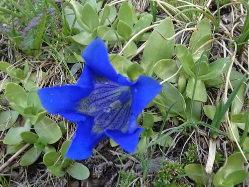 Image of Gentiana alpina by (c) Thomas Koffel, some rights reserved (CC BY)