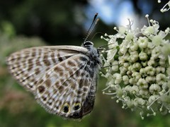 Leptotes pirithous