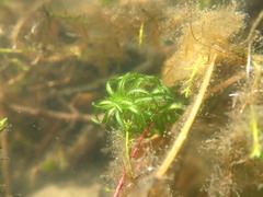 Lagarosiphon major