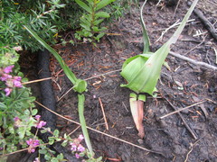 Colchicum eucomoides