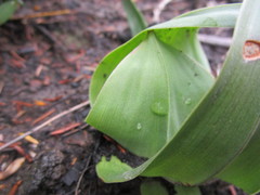 Colchicum eucomoides