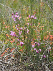 Gompholobium scabrum