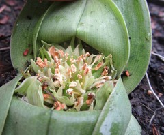 Colchicum eucomoides