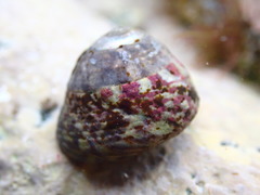 Steromphala umbilicalis