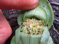 Colchicum eucomoides