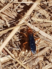 Hemipepsis tamisieri