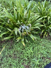 Hymenocallis littoralis