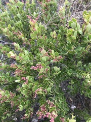 Searsia cuneifolia