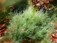 Cladophora rupestris