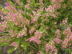 Searsia cuneifolia