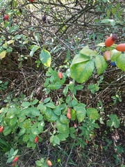 Rosa canina