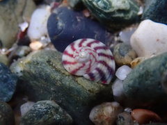 Steromphala umbilicalis