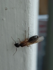 Camponotus monju