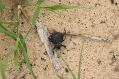 Gonopus