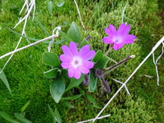 Primula integrifolia