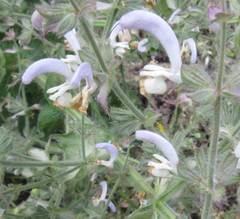 Salvia sclarea