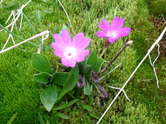 Primula integrifolia