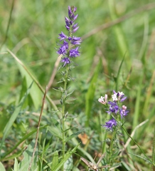 Veronica barrelieri