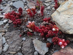 Sedum candolleanum