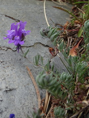 Linaria alpina alpina