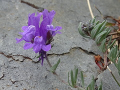 Linaria alpina alpina