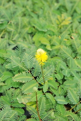 Neptunia oleracea