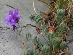 Linaria alpina alpina