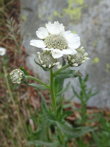 Image of Achillea pyrenaica by (c) Thomas Koffel, some rights reserved (CC BY)