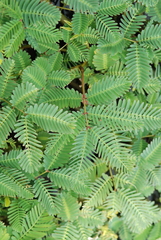 Neptunia oleracea