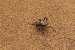 Onymacris marginipennis