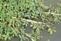 Neptunia oleracea