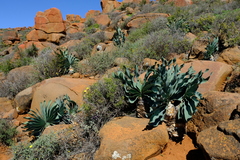 Boophone haemanthoides