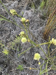 Thesium capitatum