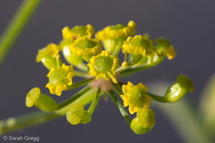 Opopanax chironium