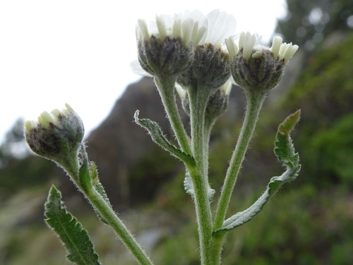 Image of Achillea pyrenaica by (c) Thomas Koffel, some rights reserved (CC BY)