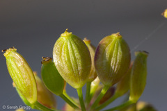 Opopanax chironium