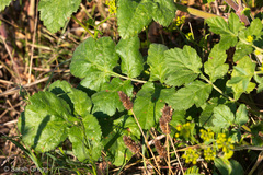 Opopanax chironium