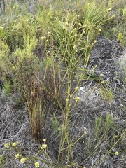 Thesium capitatum