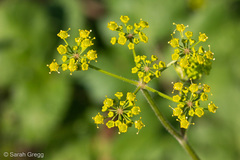 Opopanax chironium