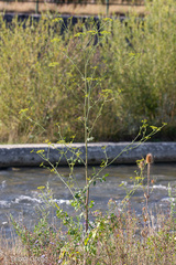 Opopanax chironium