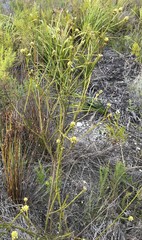 Thesium capitatum