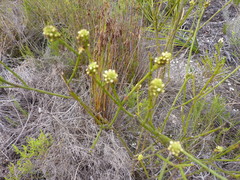 Thesium capitatum