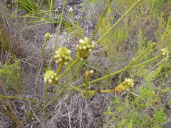 Thesium capitatum