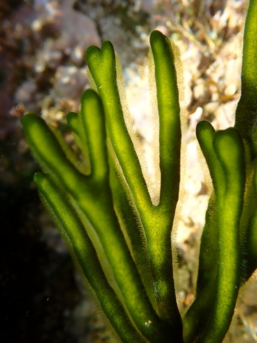 Dead Man's Fingers
