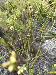 Thesium capitatum