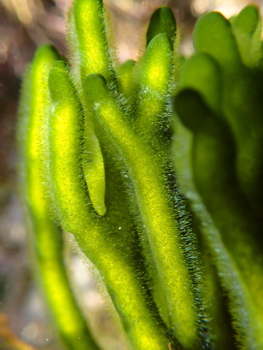 Dead Man's Fingers