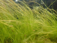 Juncus bulbosus