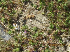 Trifolium cernuum