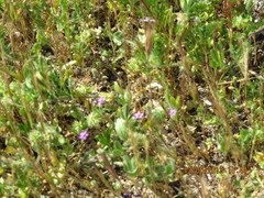 Trifolium cernuum