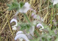 Salvia sclarea